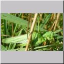 Tettigonia viridissima - Gruenes Heupferd 04.jpg